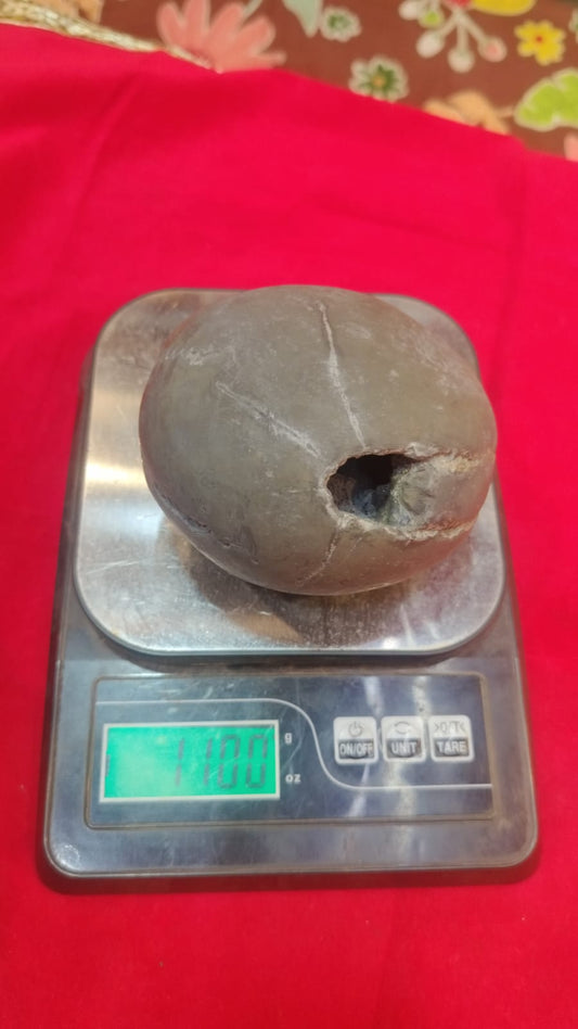 Big size unique lakshmi narayan shaligram ji