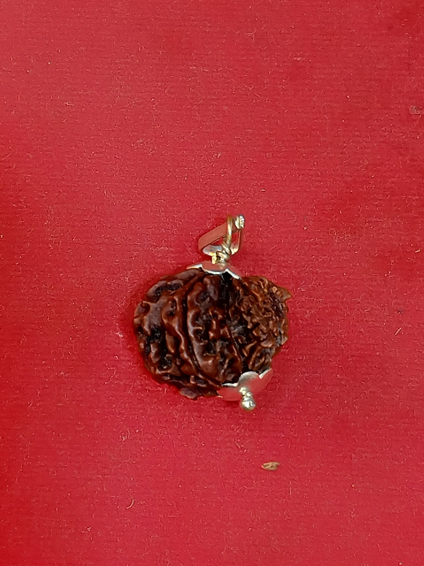 Garbh Gauri Rudraksha (Nepali)