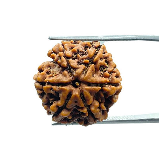 6 Mukhi Nepali Rudraksha