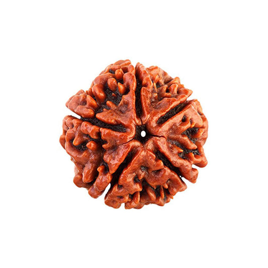 5 Mukhi Rudraksha Nepali