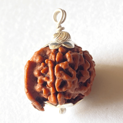 Ganesh Mukhi Rudraksha
