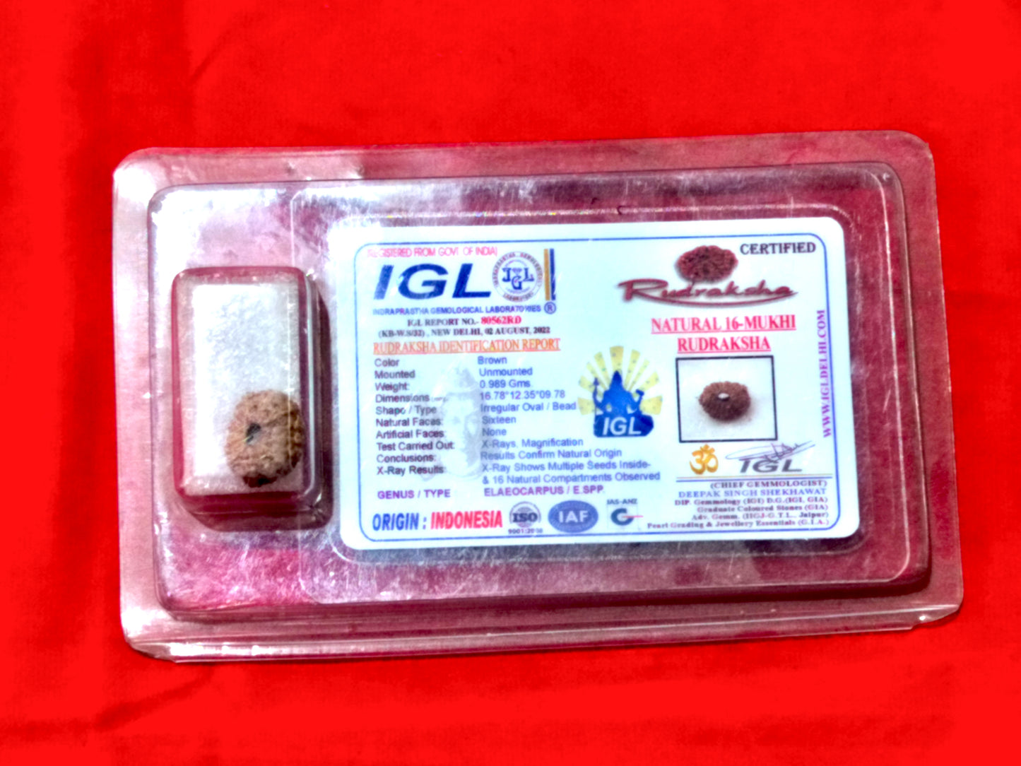 Natural 16 Mukhi Rudraksha (Indonesian)