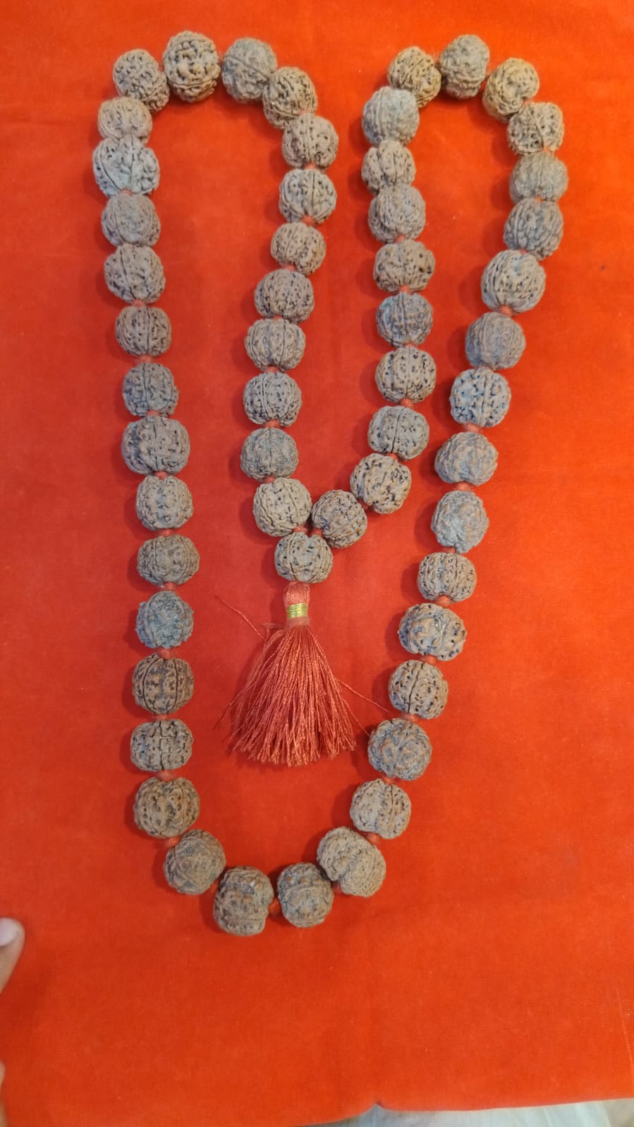 5 mukhi collector size nepali rudraksha kantha