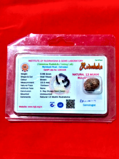 Natural 13 Mukhi Rudraksha (Indonesian)