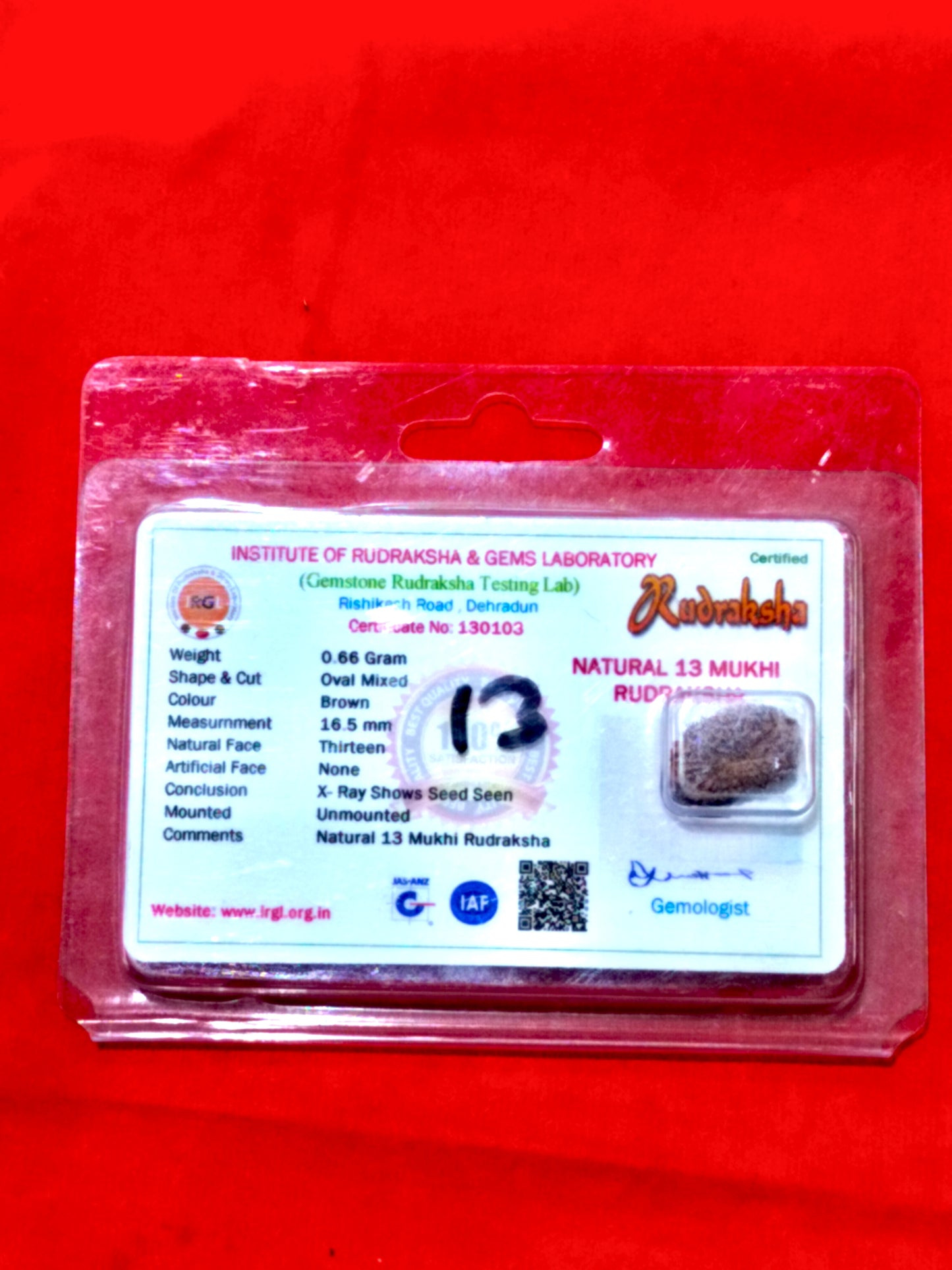 Natural 13 Mukhi Rudraksha (Indonesian)