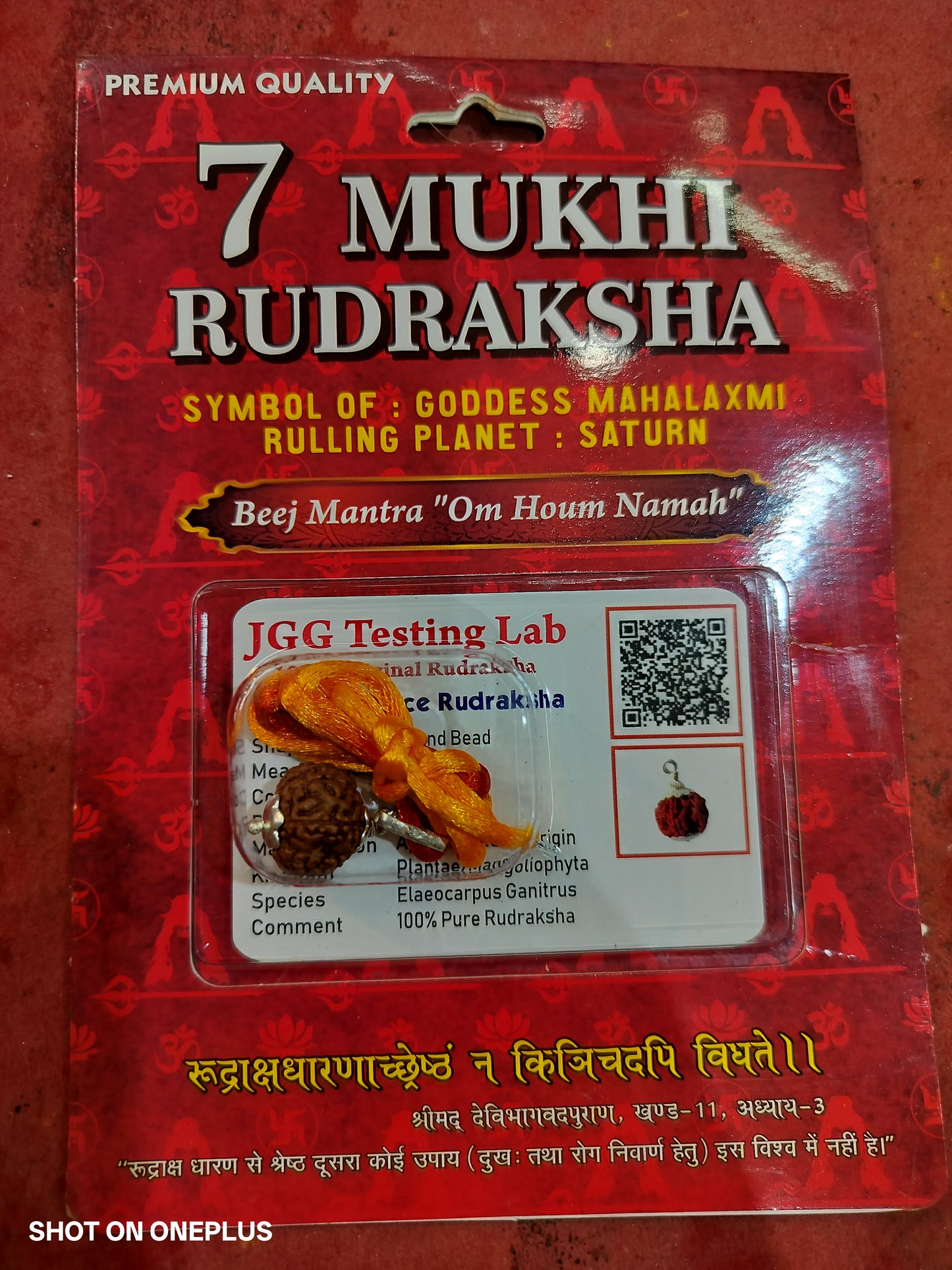 Natural 7 Mukhi Rudraksha