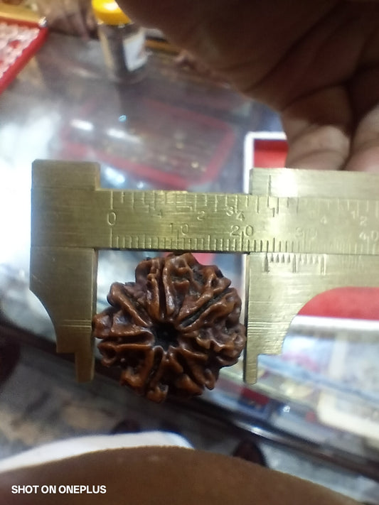 Natural 7 Mukhi Rudraksha