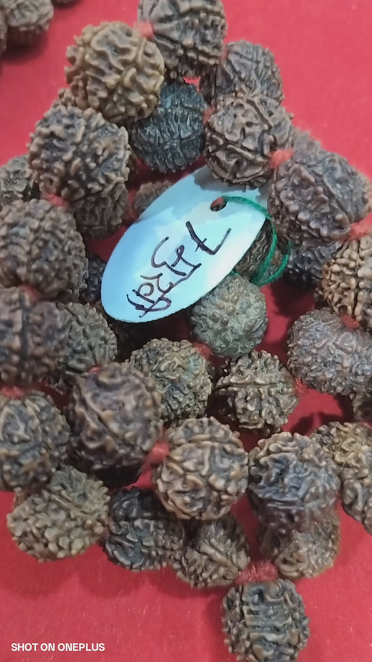 7 Mukhi Nepali Rudraksha Mala (Big size)