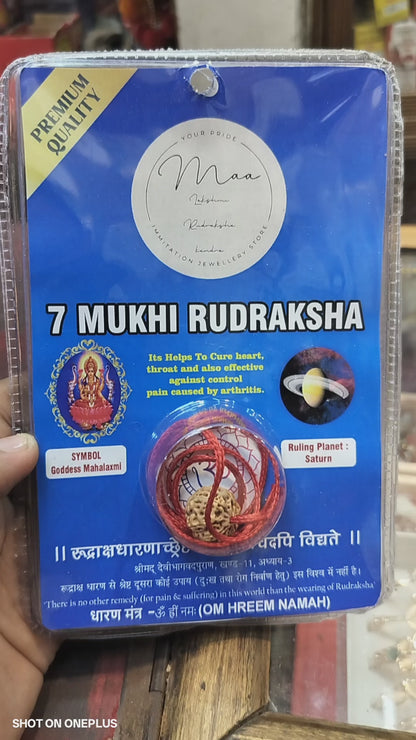 Natural 7 Mukhi Rudraksha