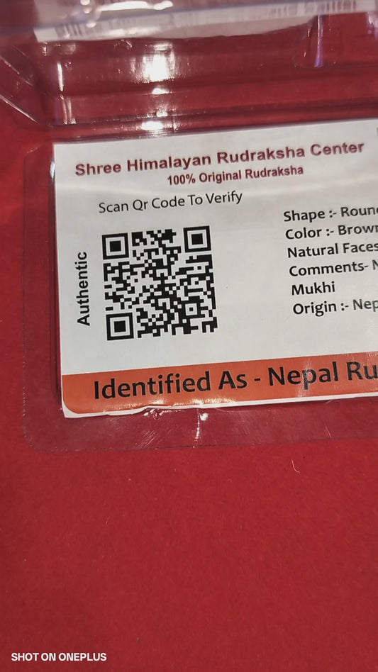 Natural 8 Mukhi Rudraksha