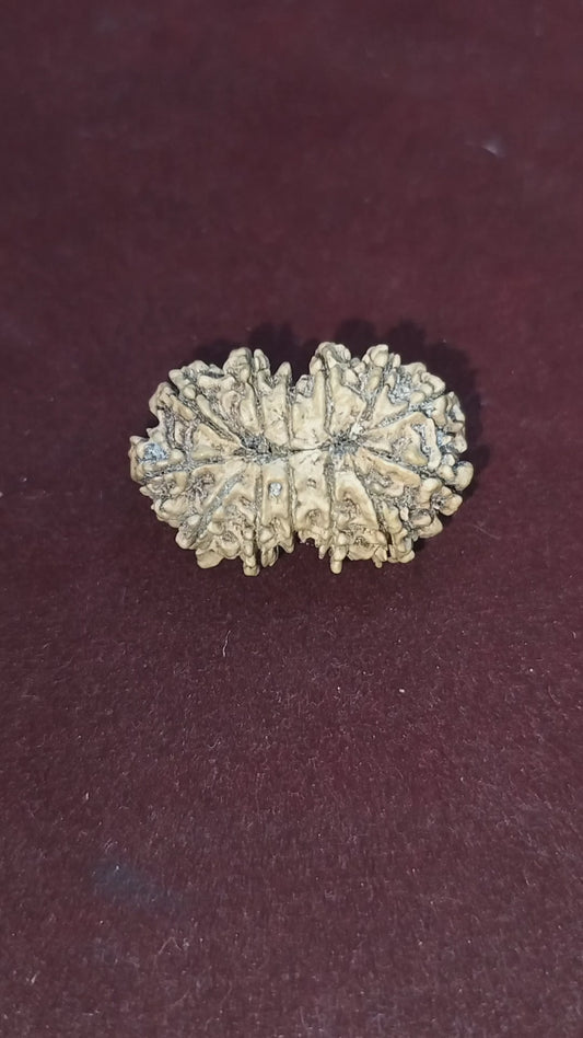13 Mukhi in Gauri Shankar Rudraksha (Unique Rudraksha)