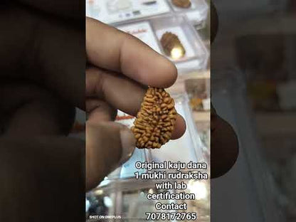 1 Mukhi Rudraksha
