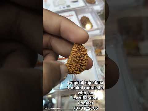 1 Mukhi Rudraksha