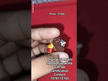 Natural 12 Mukhi Nepali Rudraksha
