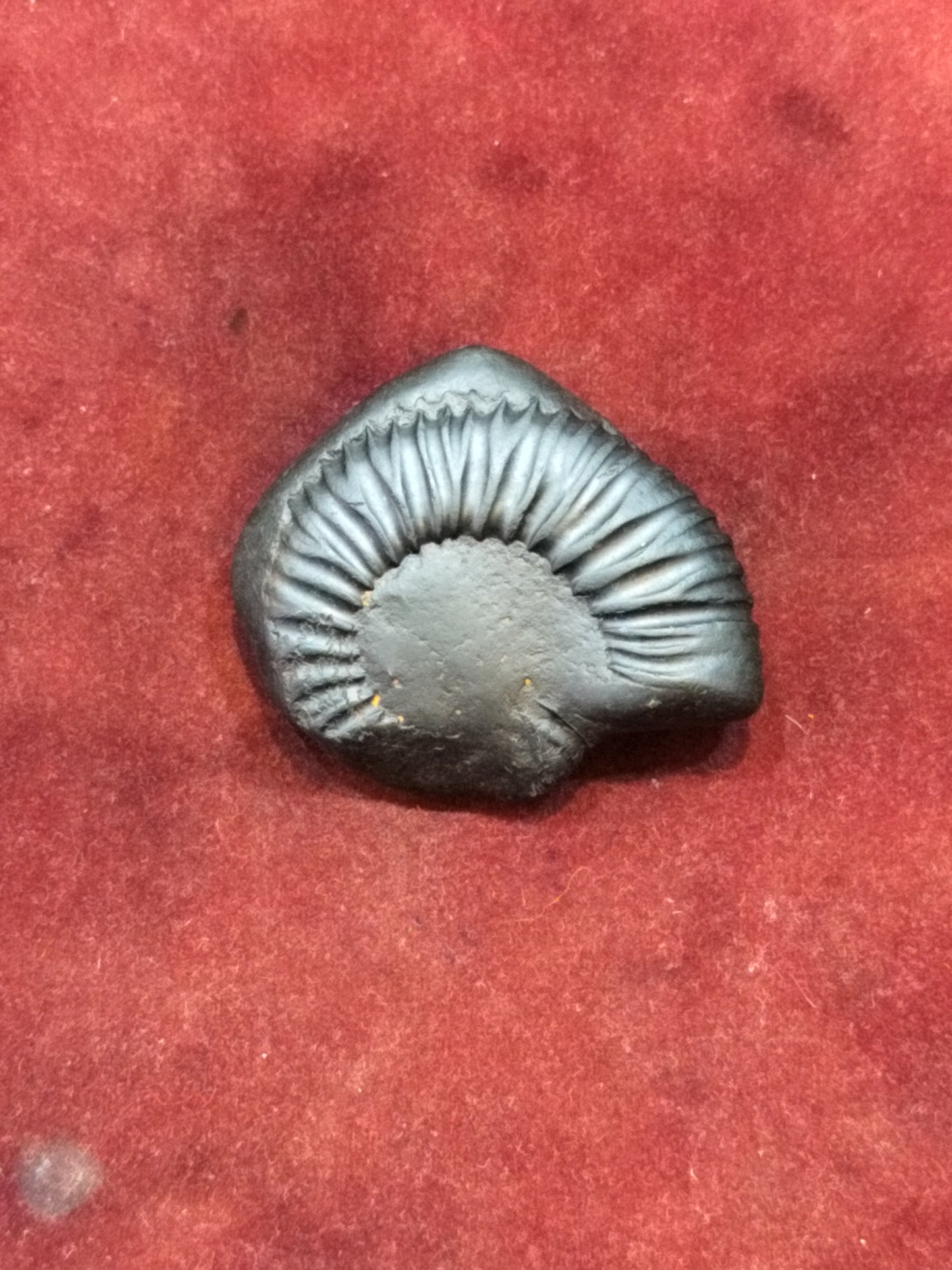 Vishnu chakra shaligram (bhu varaha)
