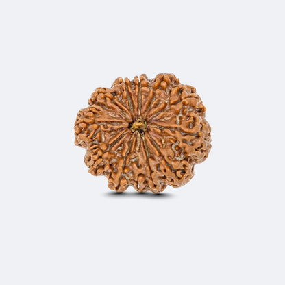 Natural 12 Mukhi Nepali Rudraksha