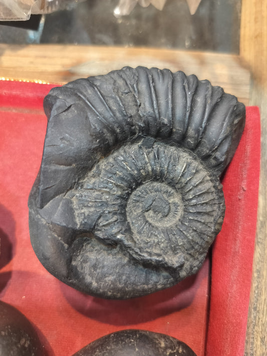Lakshmi Narayan Shaligram ji
