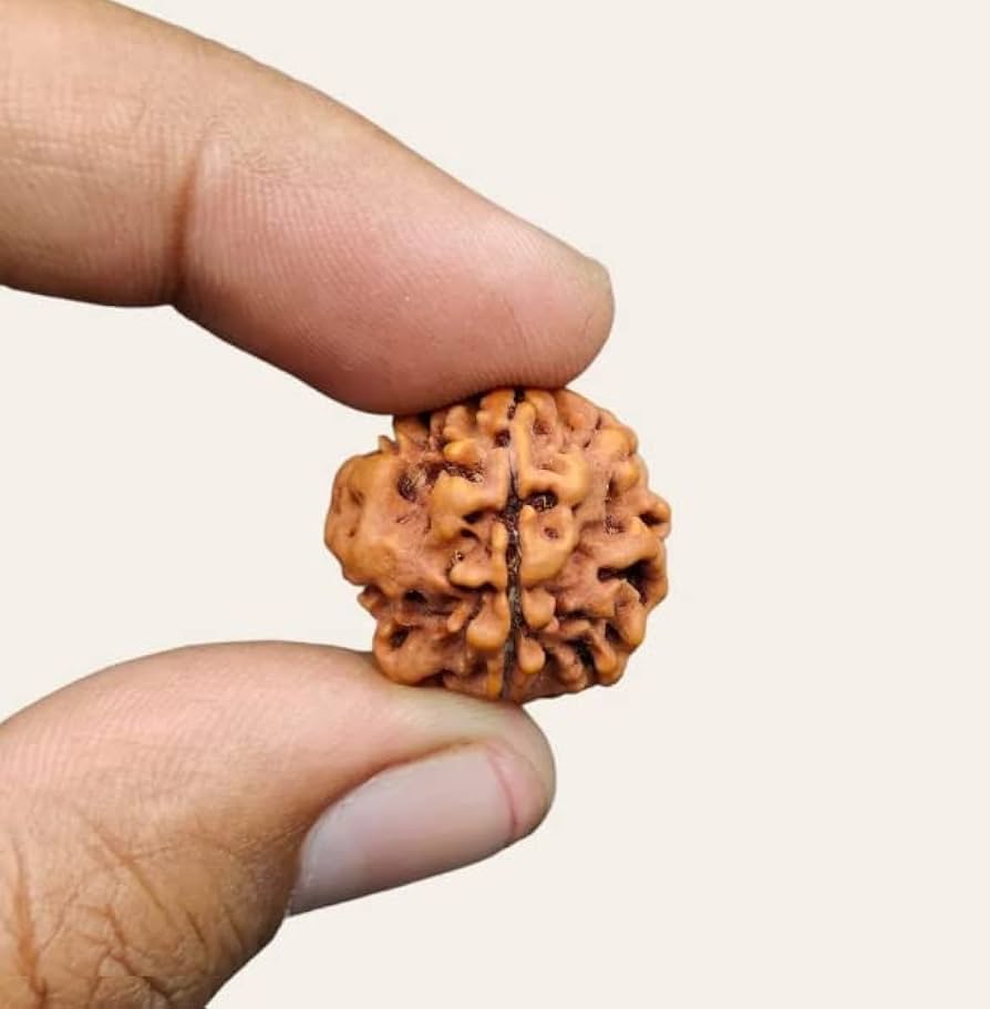 1 Mukhi Rudraksha Nepali