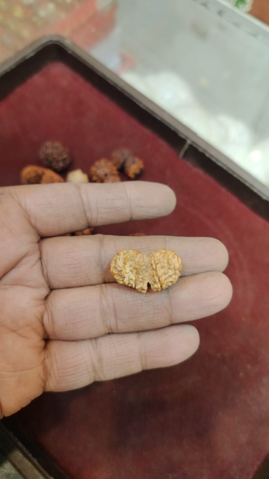 Natural Gauri Shankar Rudraksha