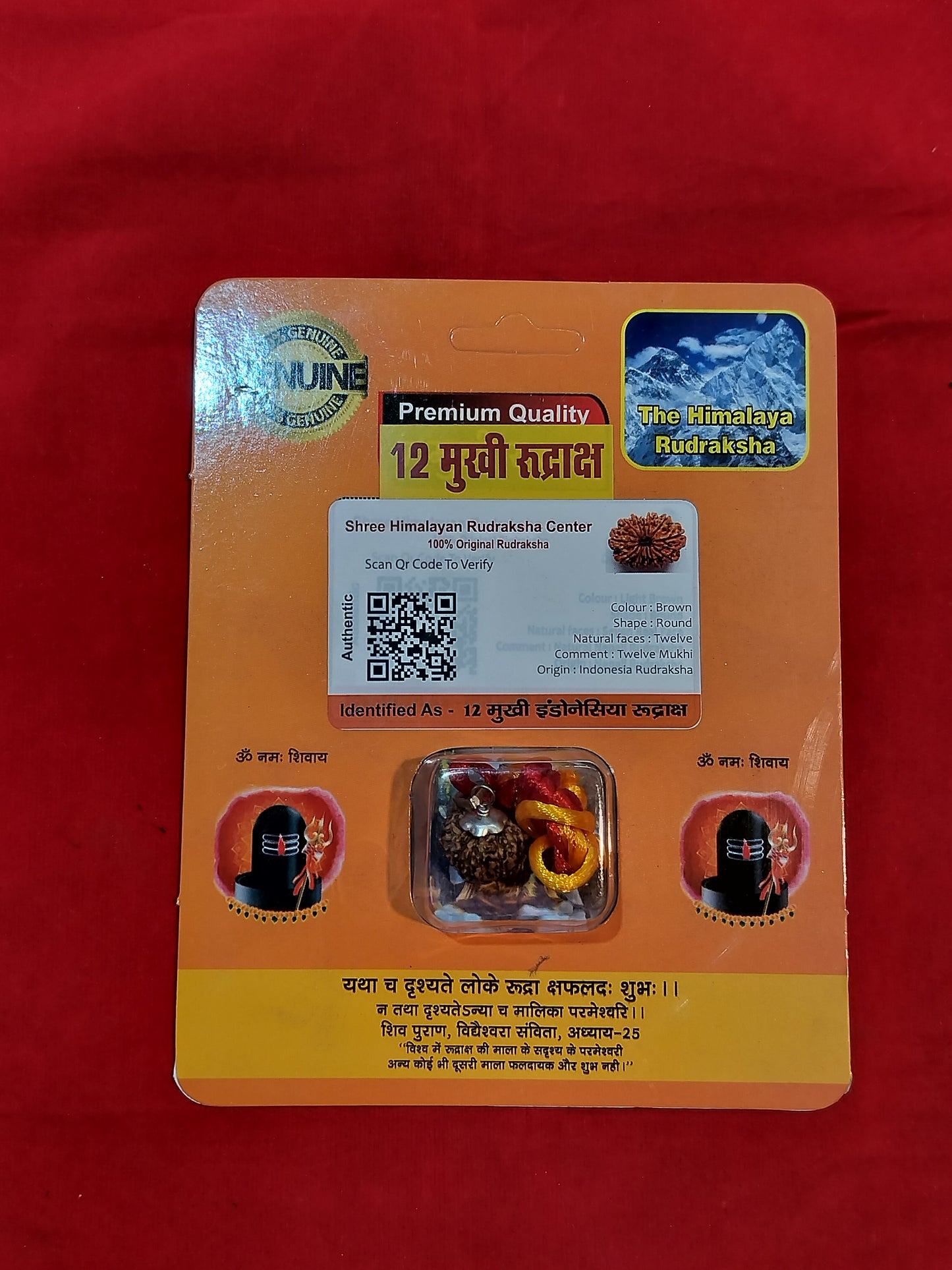 Natural 12 Mukhi Rudraksha (Indonesian)