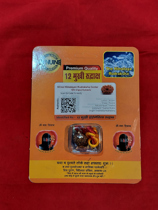 Natural 12 Mukhi Rudraksha (Indonesian)