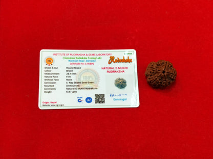 5 Mukhi Rudraksha Nepali