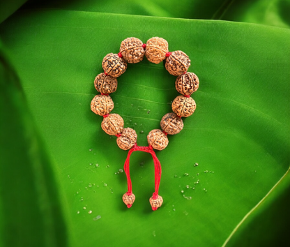 5 mukhi rudraksha bracelet