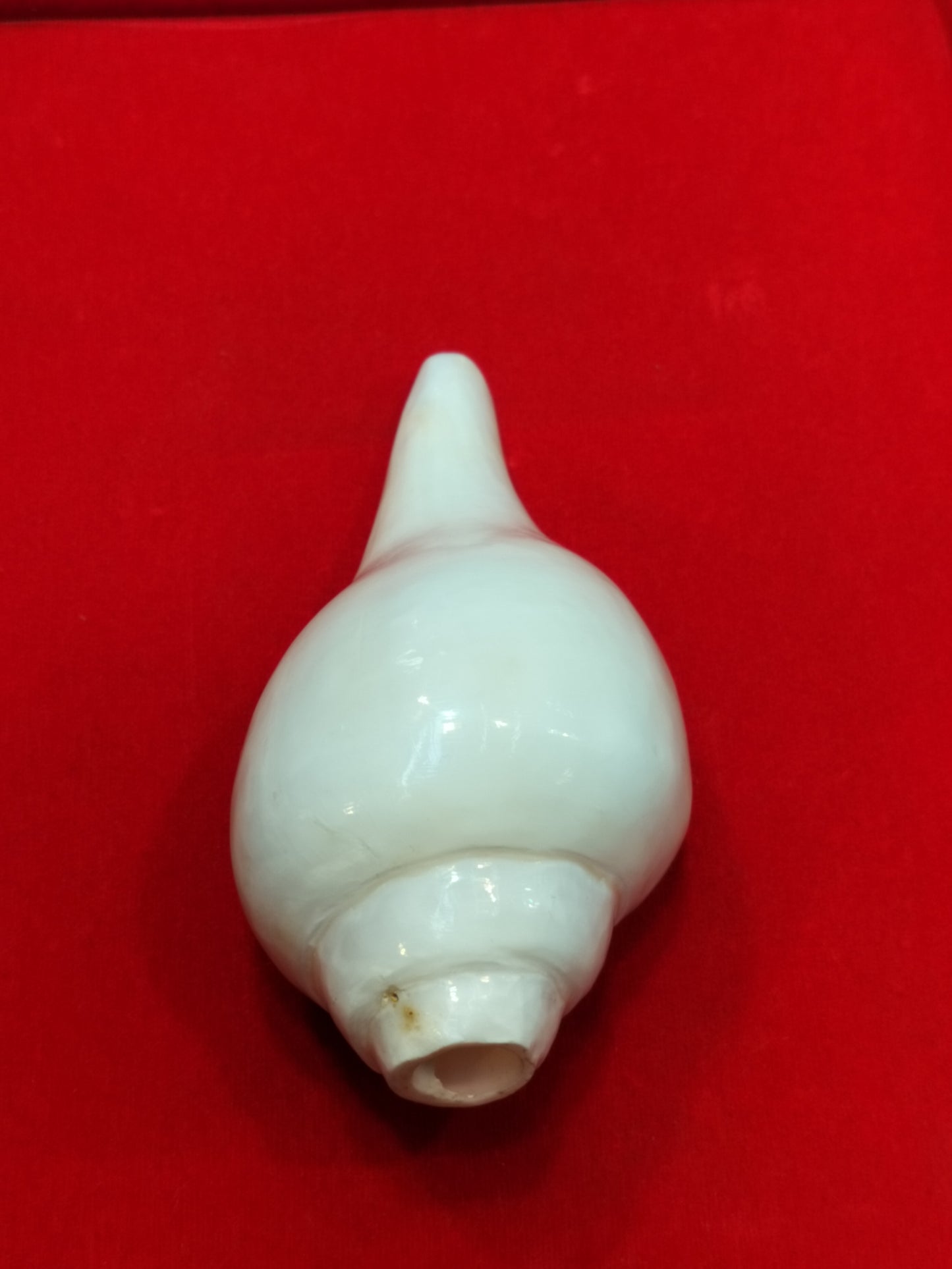 Original Shankh Premium Quality