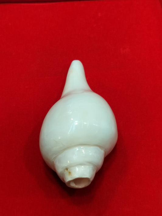 Original Shankh Premium Quality