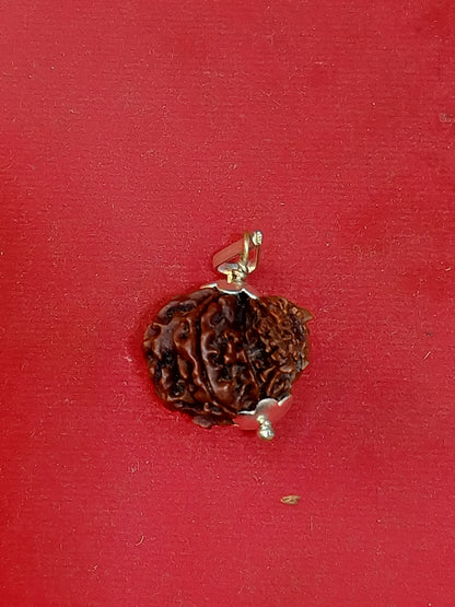Garbh Gauri Rudraksha (Nepali)