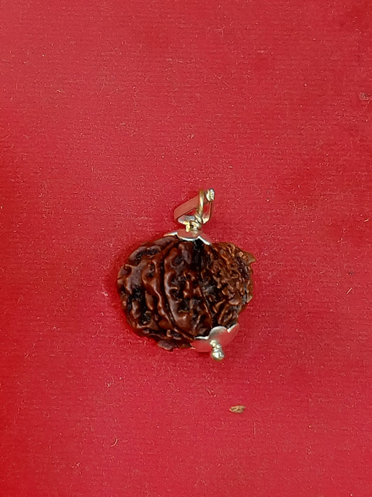 Garbh Gauri Rudraksha (Nepali)