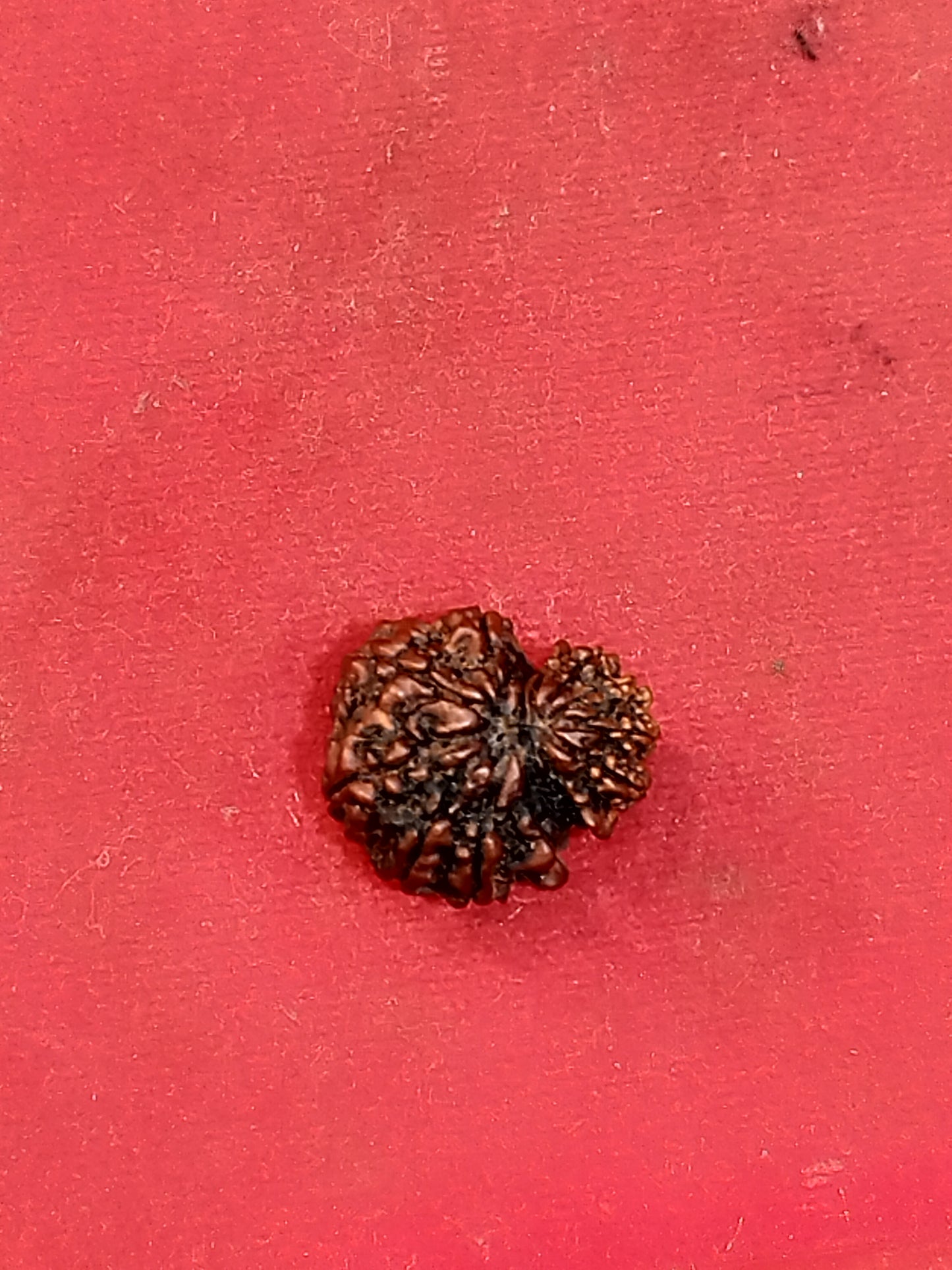Garbh Gauri Rudraksha (Nepali)