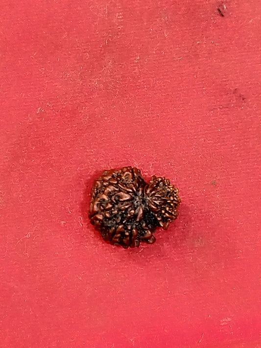 Garbh Gauri Rudraksha (Nepali)