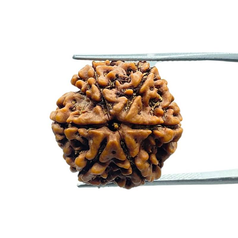 6 Mukhi Nepali Rudraksha