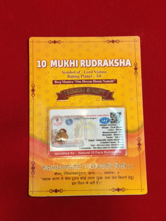 Natural 10 Mukhi Rudraksha