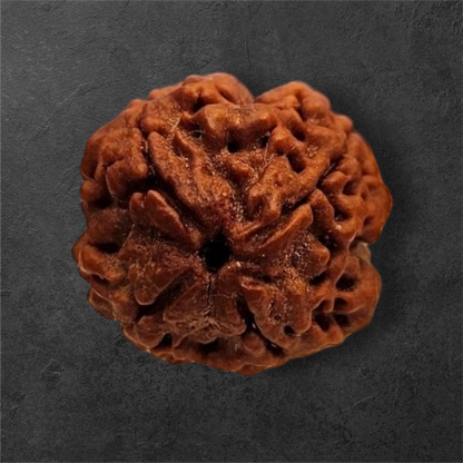 4 Mukhi Nepali Rudraksha