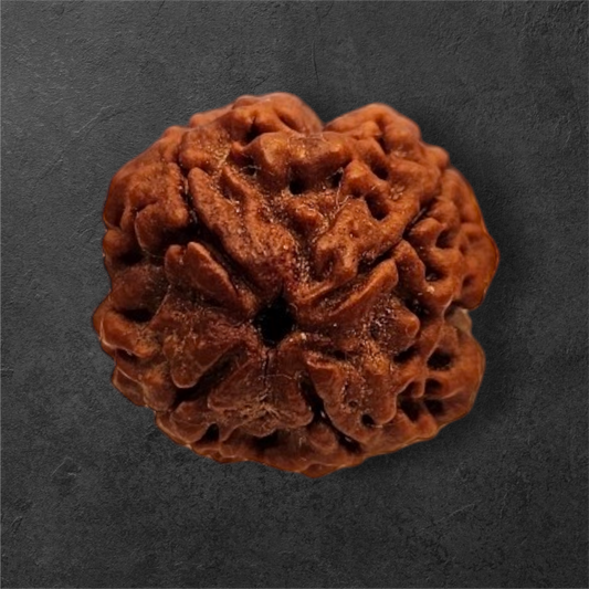 4 Mukhi Nepali Rudraksha