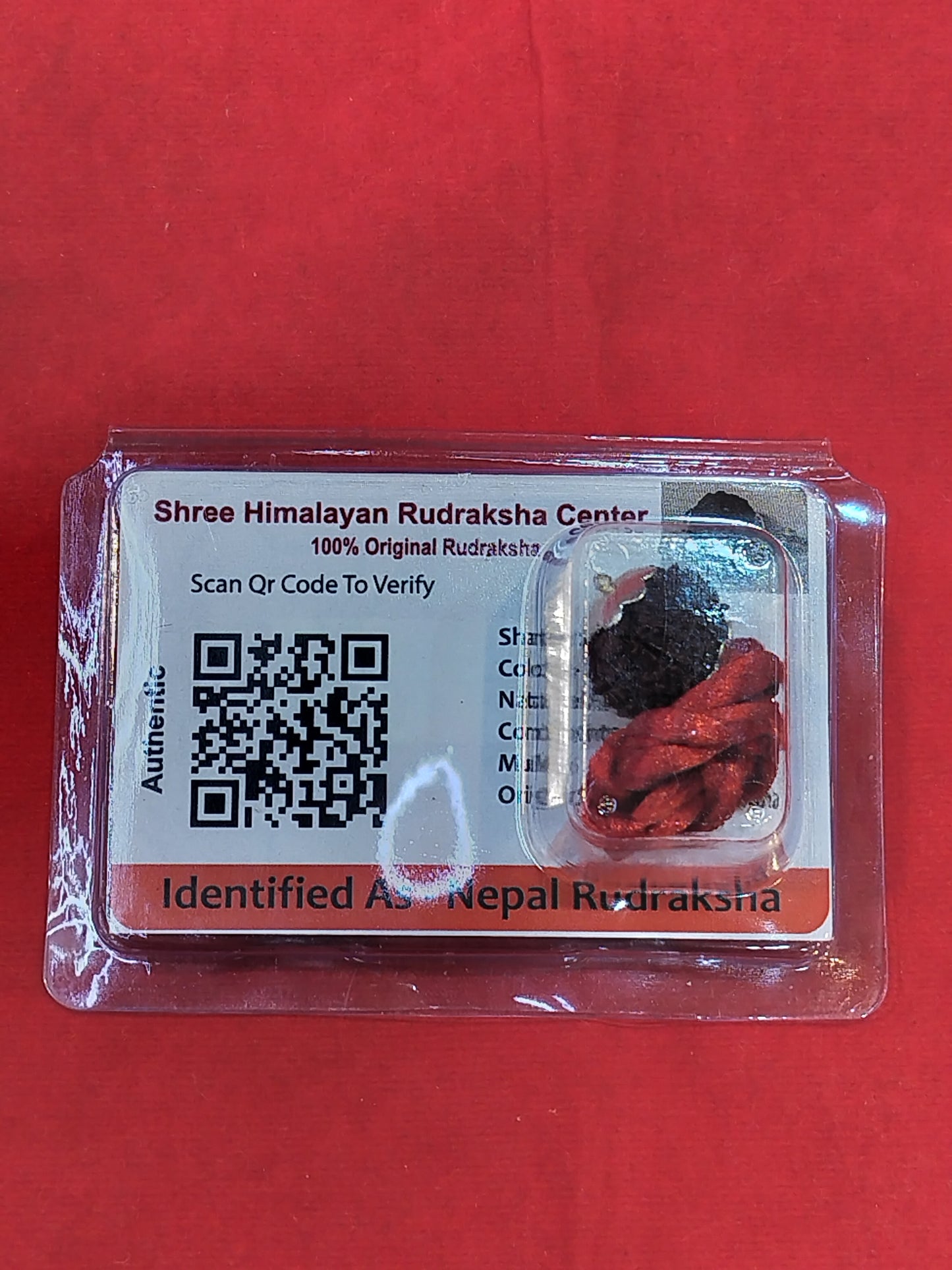 Natural 10 Mukhi Rudraksha