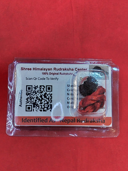 Natural 10 Mukhi Rudraksha