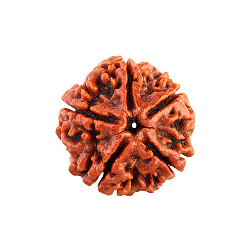 5 Mukhi Rudraksha Nepali
