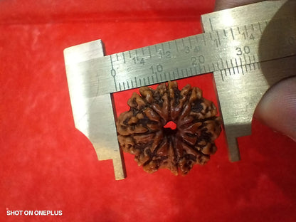 Natural 8 Mukhi Rudraksha