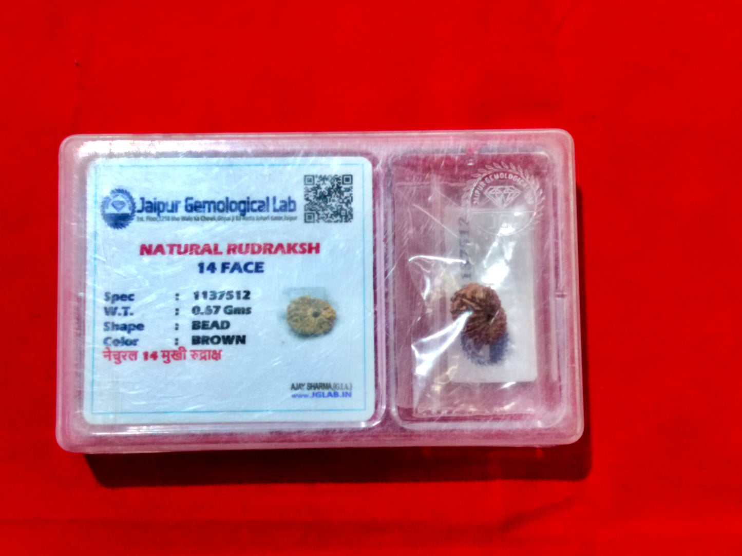 Natural 14 Mukhi Rudraksha (Indonesian)