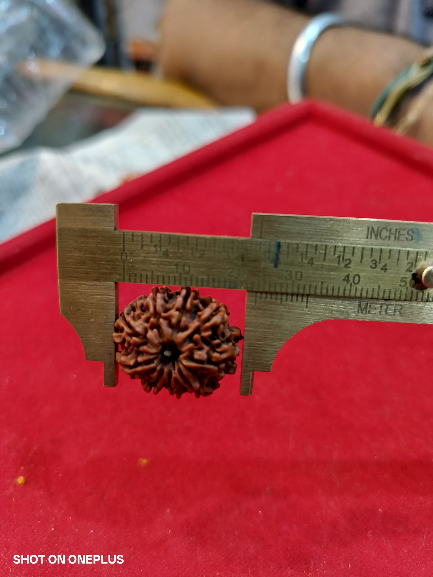 Natural 9 Mukhi Rudraksha