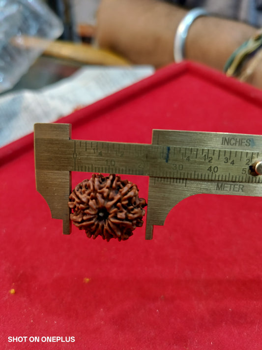 Natural 9 Mukhi Rudraksha