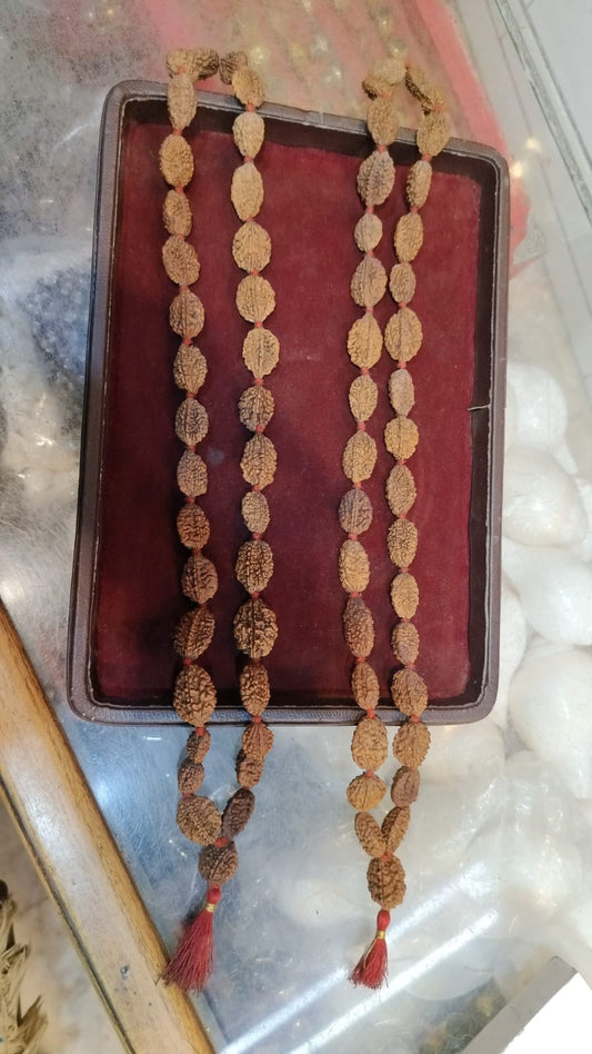 Natural 2 Mukhi rudraksha mala