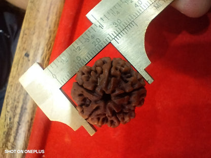 5 Mukhi Rudraksha Nepali