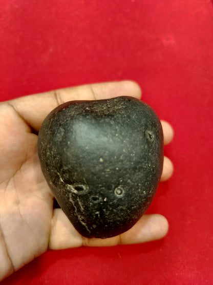Laddu Gopal Shaligram ji