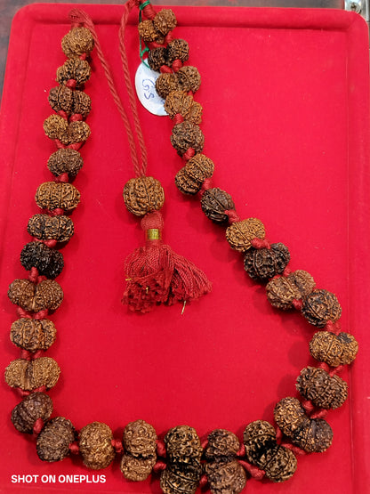 Nepali Gauri Shankar Rudraksha Sidhi mala