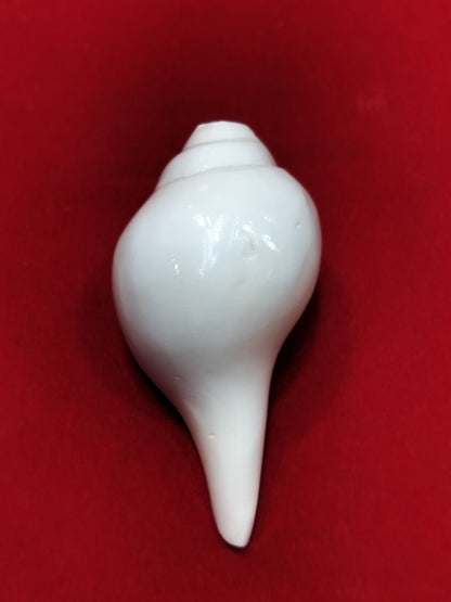 Original Shankh Premium Quality