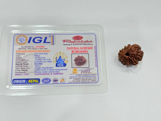 14 Mukhi Rudraksha (Nepali)